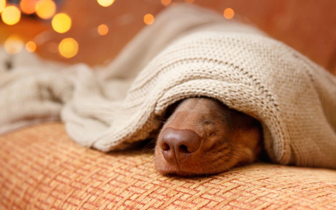 Koiran kuono pilkistää viltin alta